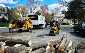 How Our Tree Care Process Works  in Belmont, PA